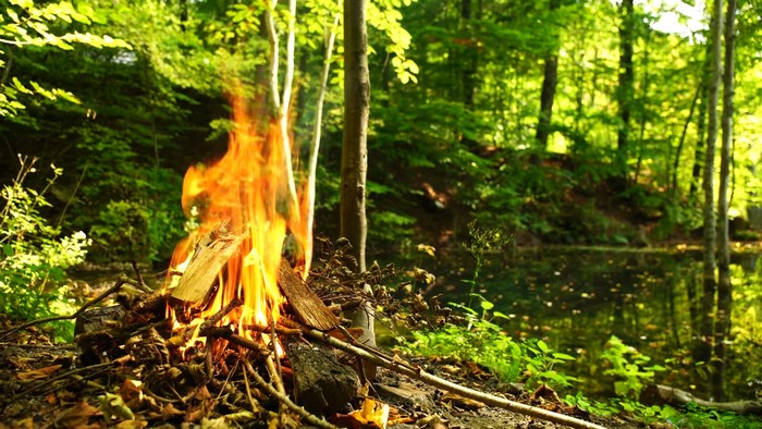 Campfire burning in a lush green forest next to a body of water
