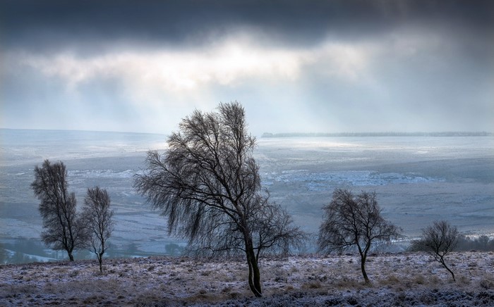 Winter landscape with bare trees and overcast sky