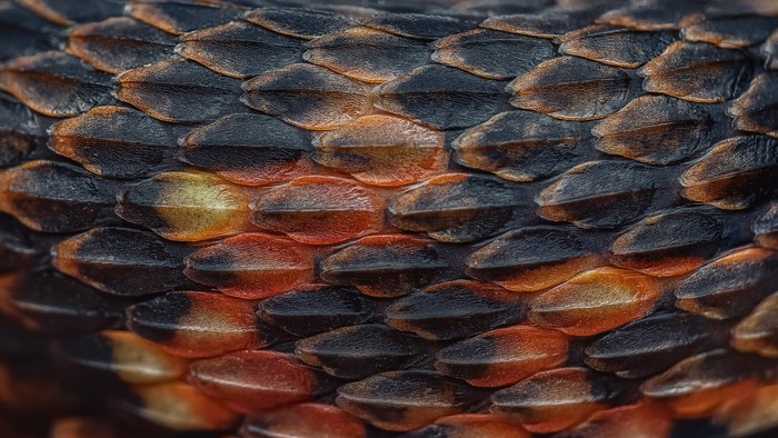 Close-up of snake scales with red and black patterns