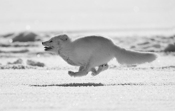 Arctic fox running on snow