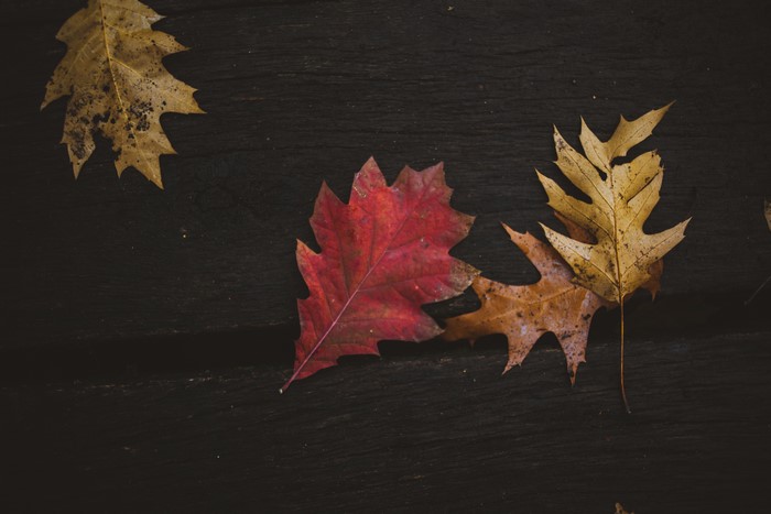 Colorful fall leaves on dark wood