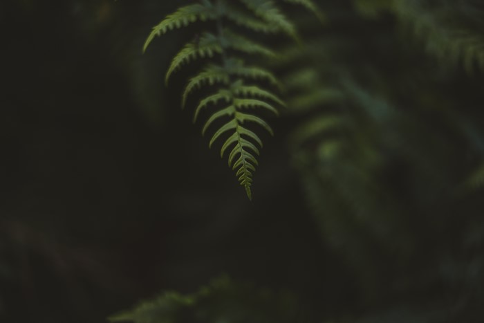 Macro shot of a green fern leaf with bokeh