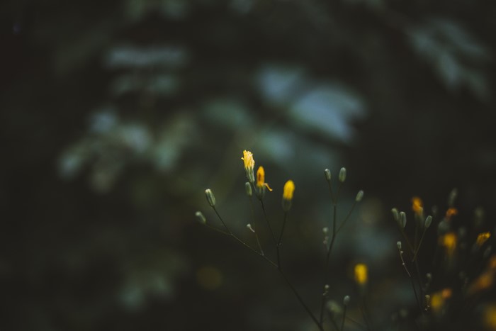 Yellow flowers and buds in macro with bokeh