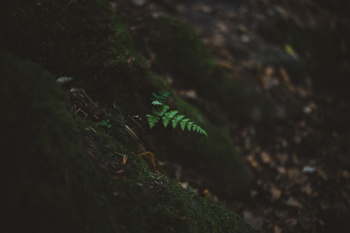Green fern in mossy forest with bokeh