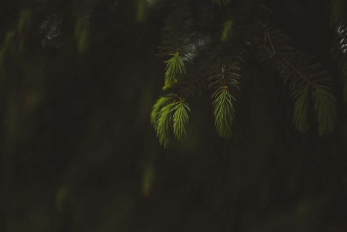 4K Macro Green Pine Needles Bokeh