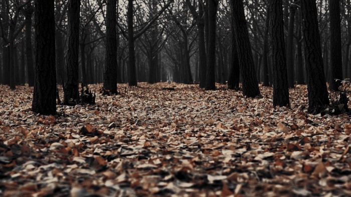 Forest with fallen leaves