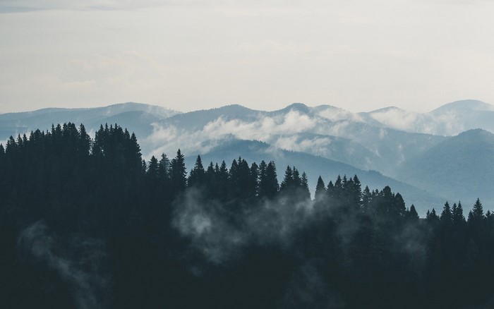 Misty mountain range with pine forest silhouette