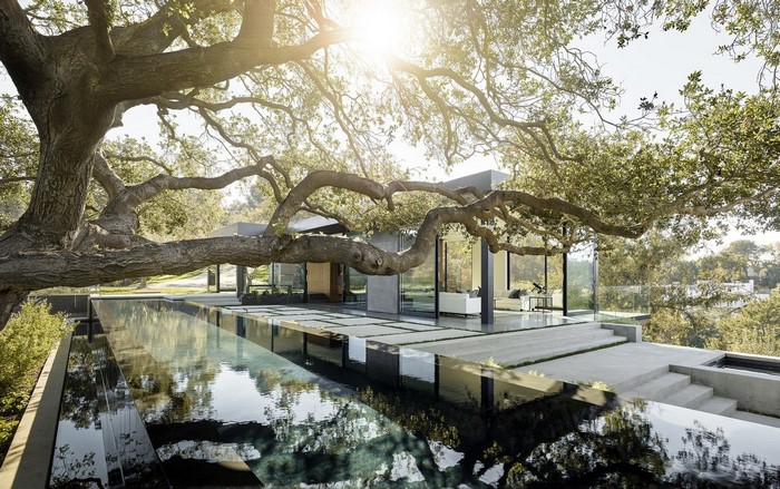 Modern house with swimming pool and large tree