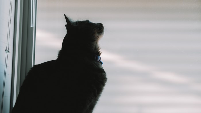 Silhouette of a cat looking out a window