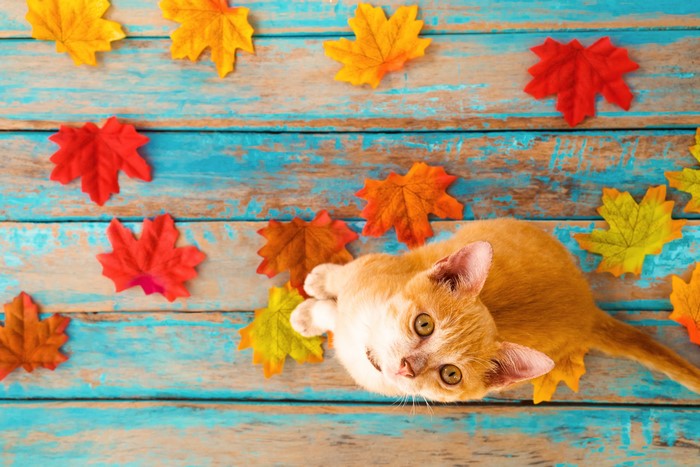 Orange kitten on a wooden surface with colorful autumn leaves