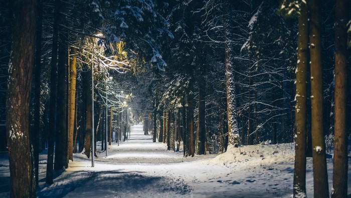 Snowy forest path with streetlights at night