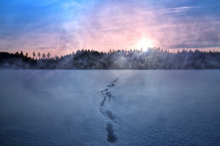 Footprints in the snow at sunrise with misty forest
