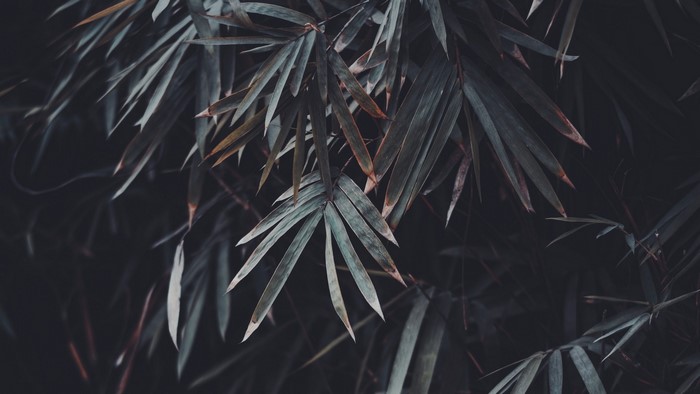 Dark Bamboo Leaves Close-up