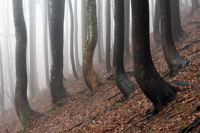 Misty forest with bent trees on a slope