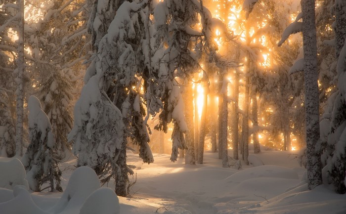 Sunlight filtering through snow-covered trees in a Finnish forest