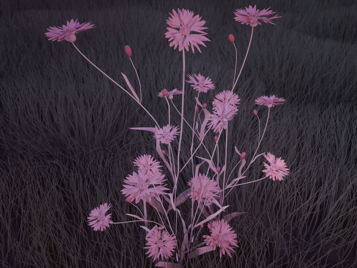 Pink flowers in dry grass, CGI render