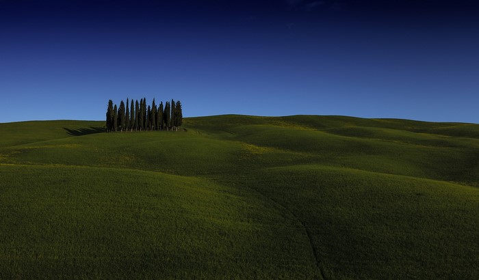 Green rolling hills with cypress trees under a clear blue sky
