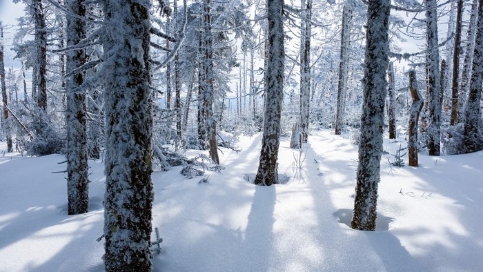 Snow-covered forest with tall trees and shadows