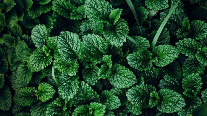Close-up of green mint leaves