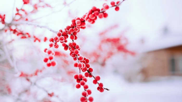 Red berries on a frosted branch in winter