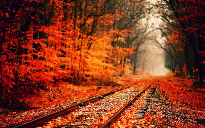 Railroad tracks covered in autumn leaves