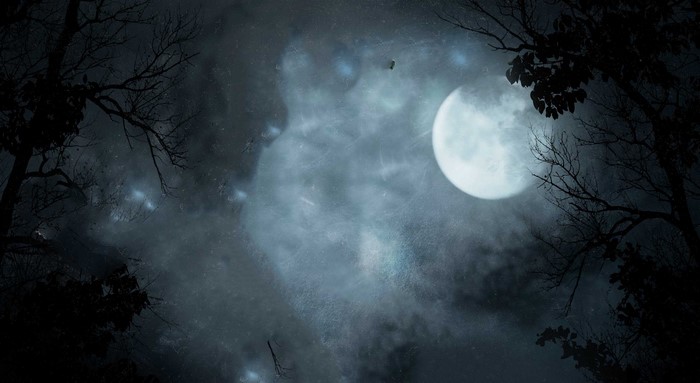 Full moon through silhouetted trees at night