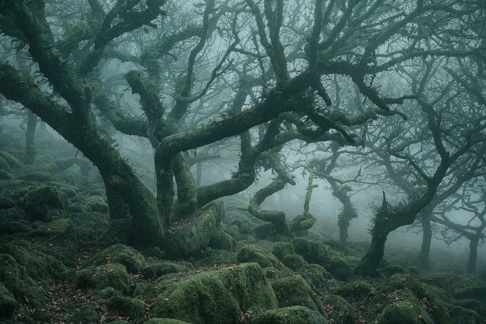 Mossy trees in a misty forest landscape
