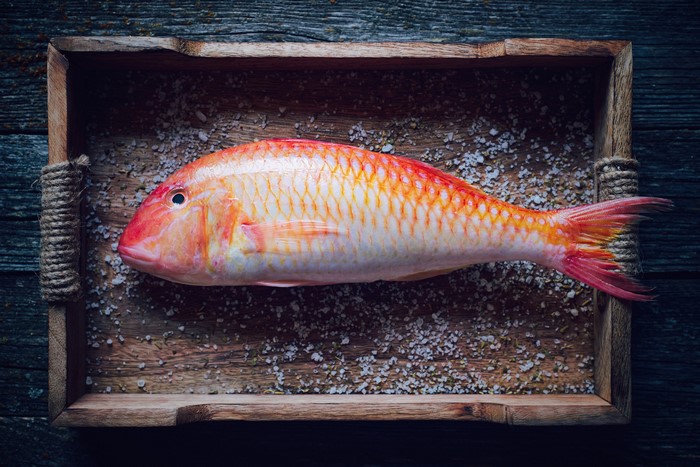 Red mullet fish on wooden tray with salt