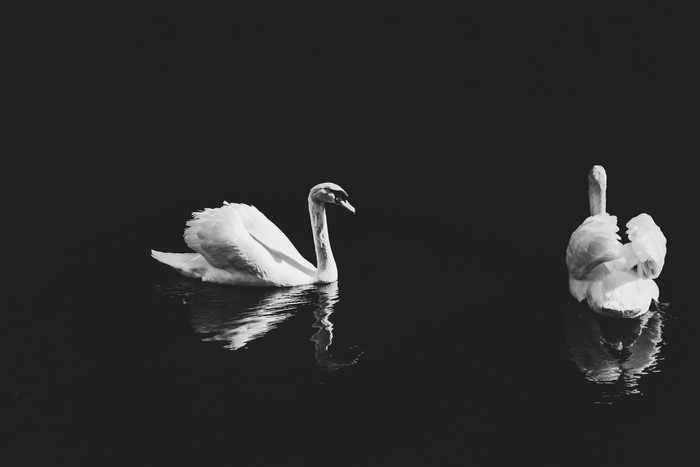Two swans on dark water