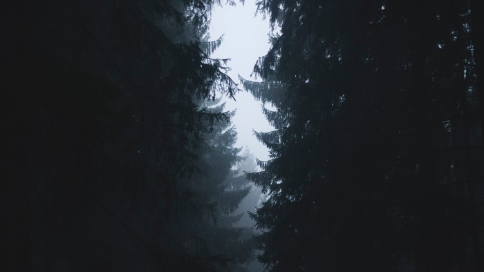 Misty forest with tall pine trees
