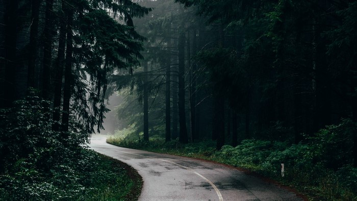 A winding road through a dark, misty forest