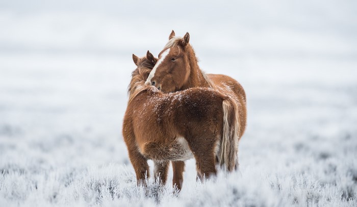Two brown horses in a snowy field