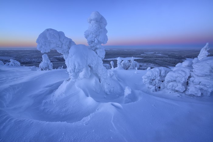 Snow-covered trees in a winter landscape at dawn