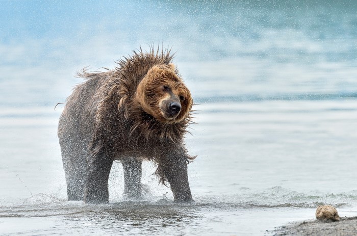A wet bear shakes water off in shallow water