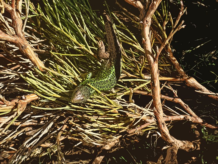 Green lizard on branches and grass