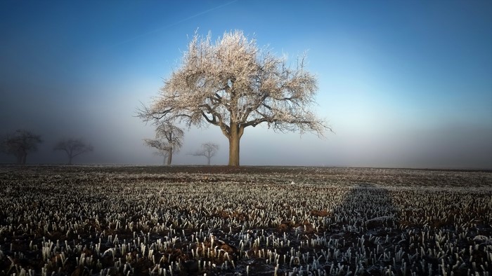 Winter field with frosted trees and fog
