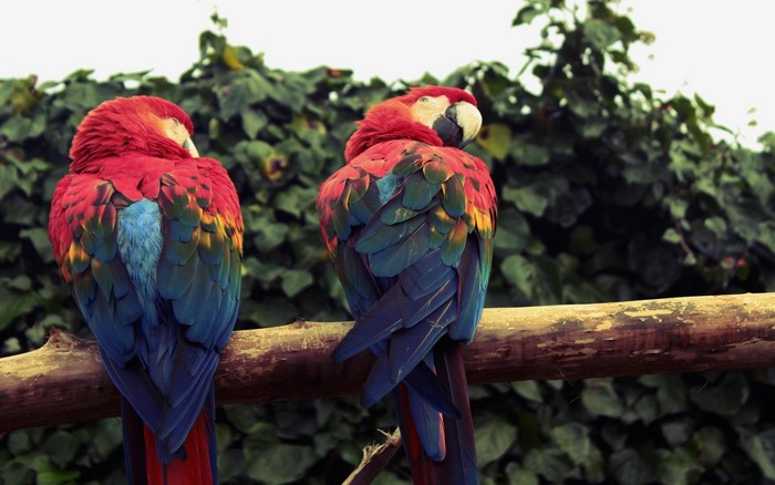Two colorful parrots perched on a branch