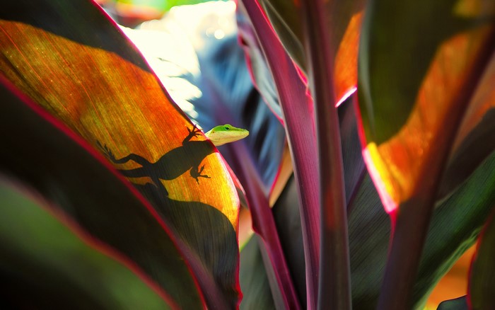 Green anole lizard on a colorful leaf