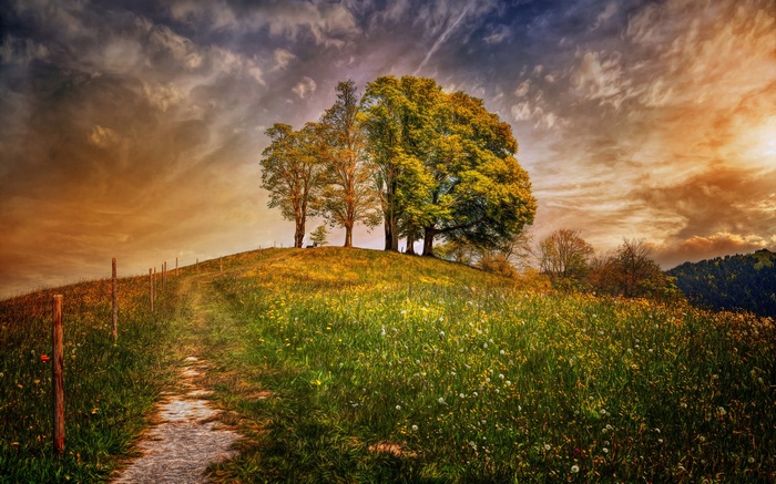 Path through a grassy hill with trees under a dramatic sky