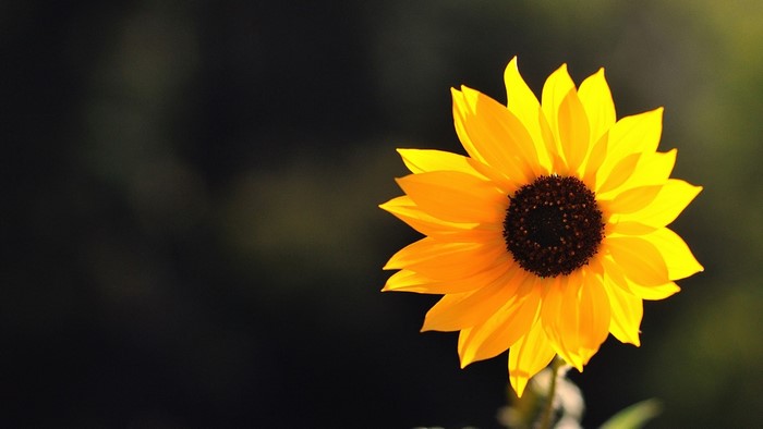 A single yellow sunflower against a dark background