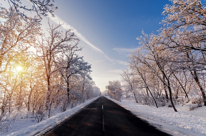 Snowy road lined with trees in winter sunlight