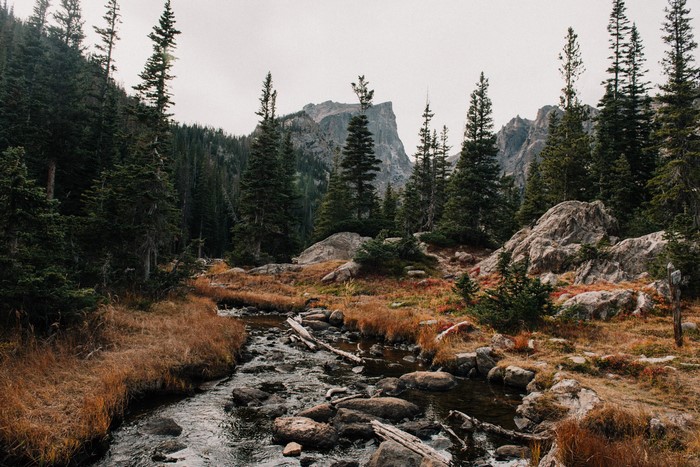 Rocky mountain stream flowing through a pine forest