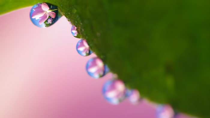 Macro photography of water drops reflecting flowers