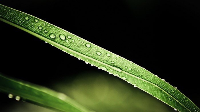 Macro photography of water drops on a green leaf