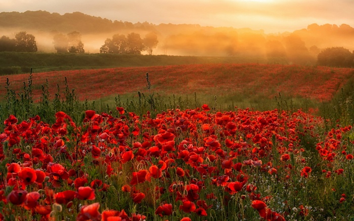 Field of red poppies at sunrise with mist