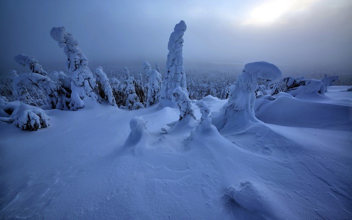 Snow-covered trees in a winter forest landscape