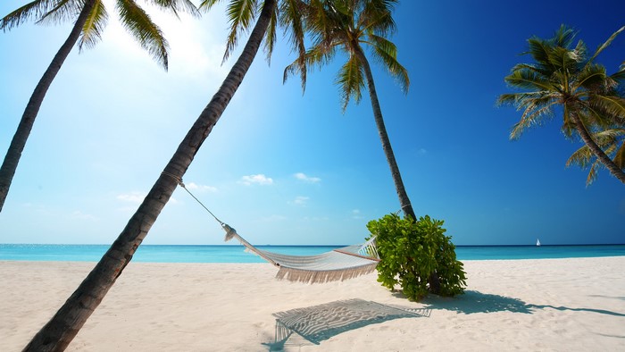 Hammock between palm trees on a tropical beach