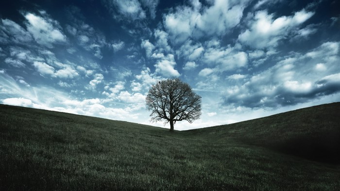 Lone tree on a grassy hill under a cloudy sky