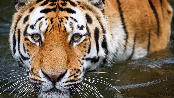 Close-up of a tiger in water