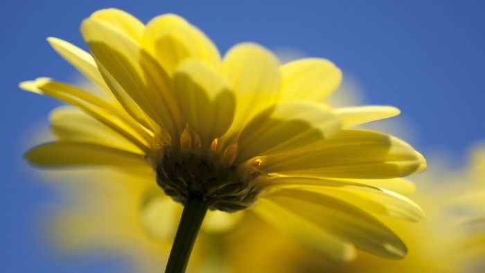 Close-up of a yellow daisy against a blue sky